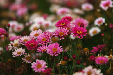 雏菊花/Daisy flower