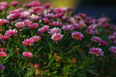 雏菊花/Daisy flower