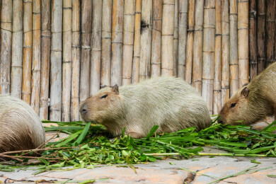 动物园里的水豚