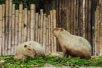 动物园里的水豚