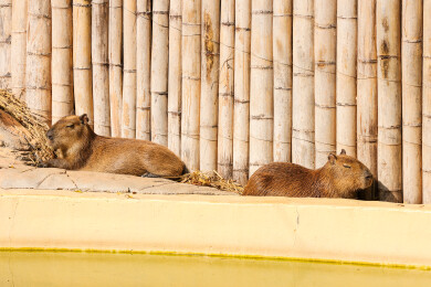 动物园里的水豚