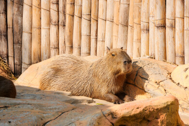 动物园里的水豚