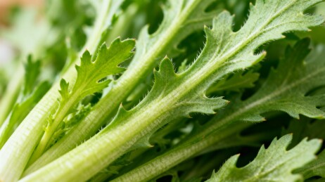 绿叶植物特写细节清晰