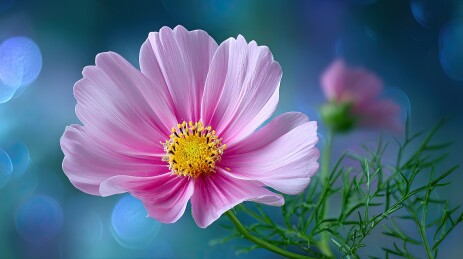 粉色花朵特写背景虚化