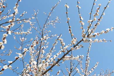 东湖梅园白色梅花