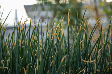 土地里生长旺盛的农家小葱