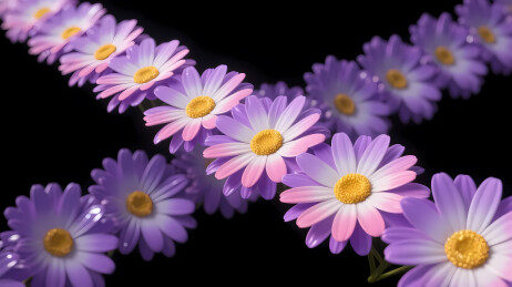 紫粉雏菊黑底特写