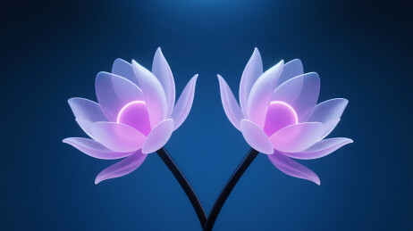 淡紫白渐变双莲