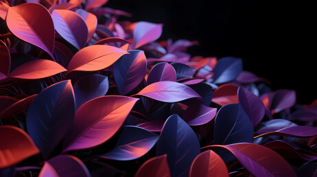 紫橙渐变彩叶特写