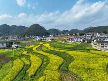 贵州省遵义市汇川区团泽镇和平村，油菜花田