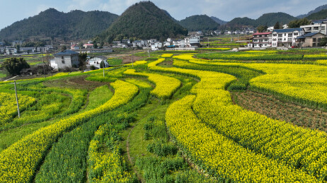 贵州省遵义市汇川区团泽镇和平村，油菜花田