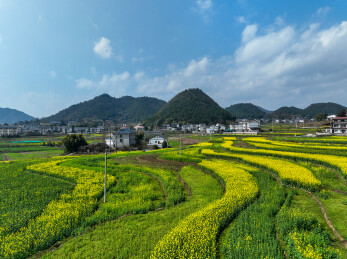 贵州省遵义市汇川区团泽镇和平村，油菜花田