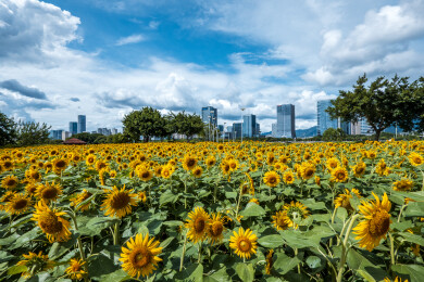 中国福建省福州市花海公园的向日葵