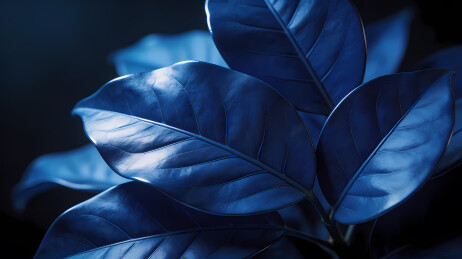 深蓝光泽叶簇