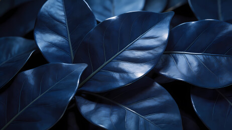 深蓝光泽叶片特写