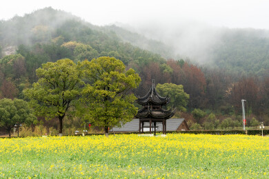 浙江宁波东钱湖春天油菜花开