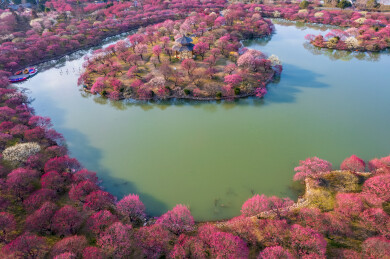 浙江省湖州市龙之梦东方盆景园的梅花