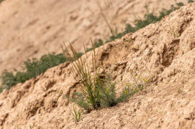青海西宁某小区楼房之间残存的明代长城遗迹
