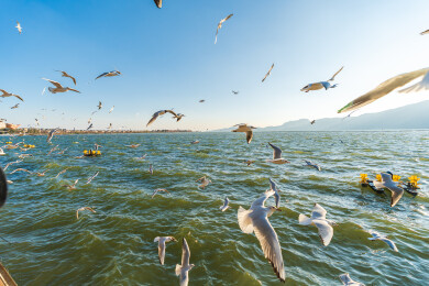 昆明滇池海鸥群飞湖面风光