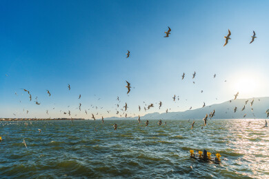 昆明滇池海鸥群飞湖面风光