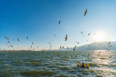 昆明滇池海鸥群飞湖面风光