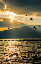 云南昆明海鸥群和日落