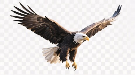 白头海雕飞行插画