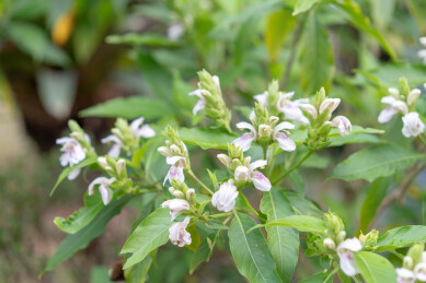 深圳罗湖仙湖植物园鸭嘴花