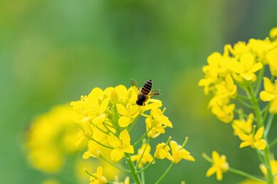 蜜蜂在油菜花上采蜜