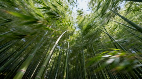 竹林仰拍视角 绿意盎然生机勃勃