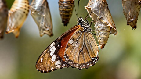 蝴蝶破茧而出瞬间