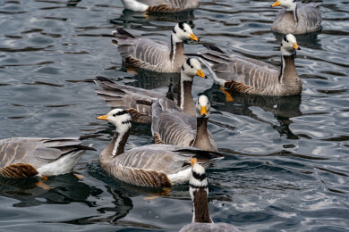 西藏拉萨宗角禄康公园