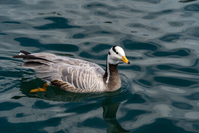 西藏拉萨宗角禄康公园