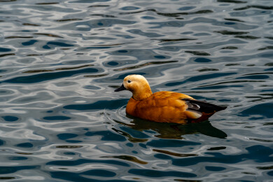 西藏拉萨宗角禄康公园
