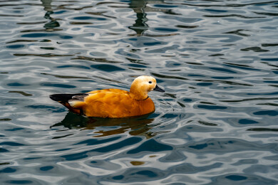 西藏拉萨宗角禄康公园