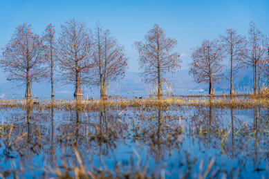 大理洱海水杉