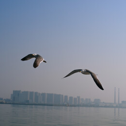 结伴飞行的海鸥