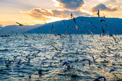 中国云南滇池海鸥群飞日落美景