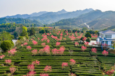 亚洲中国广西贺州昭平春日茶园风光