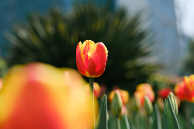 红黄郁金香低角度仰拍 城市花园春季盛开