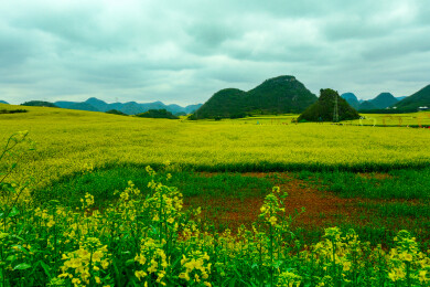 中国云南罗平金鸡峰丛景区，罗平油菜花