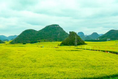 中国云南罗平金鸡峰丛景区，罗平油菜花