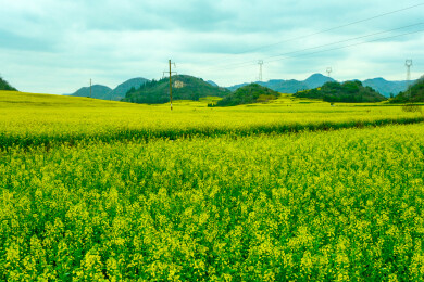 中国云南罗平金鸡峰丛景区，罗平油菜花