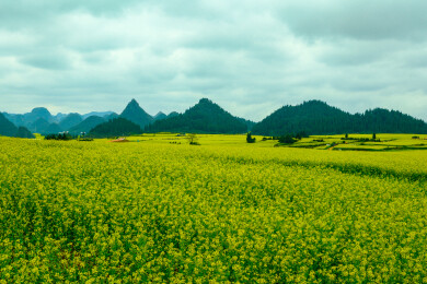 中国云南罗平金鸡峰丛景区，罗平油菜花