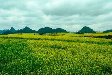 中国云南罗平金鸡峰丛景区，罗平油菜花