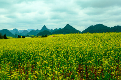 中国云南罗平金鸡峰丛景区，罗平油菜花