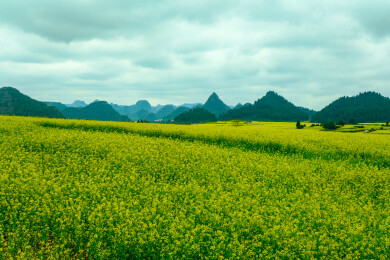 中国云南罗平金鸡峰丛景区，罗平油菜花