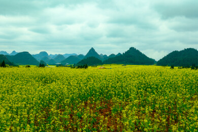 中国云南罗平金鸡峰丛景区，罗平油菜花