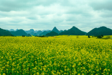 中国云南罗平金鸡峰丛景区，罗平油菜花