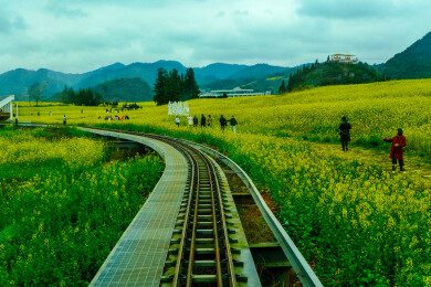 中国云南罗平金鸡峰丛景区，罗平油菜花